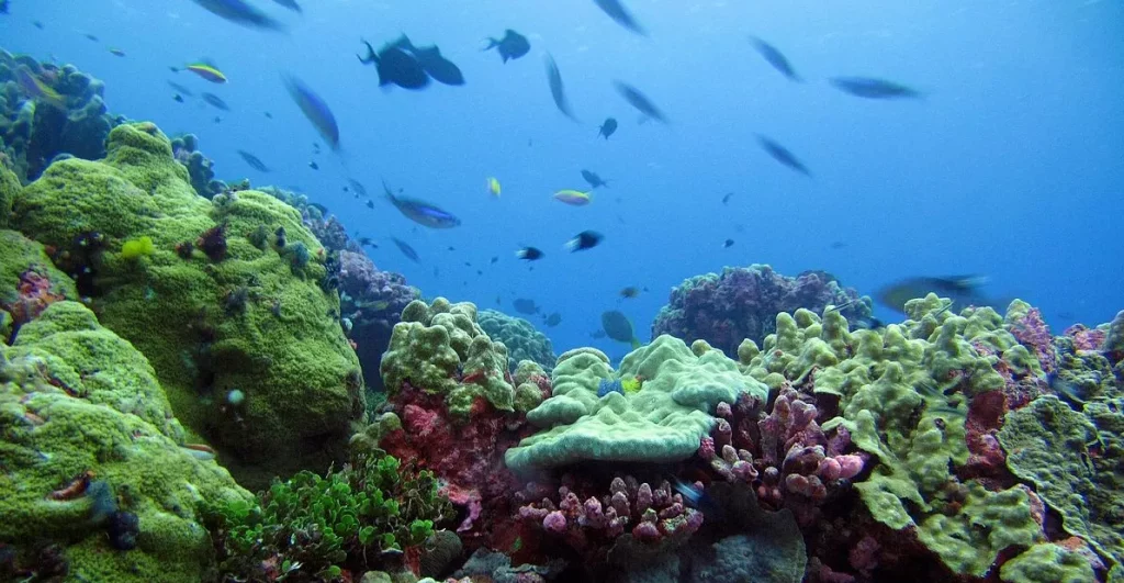 terumbu karang di pulau okinawa