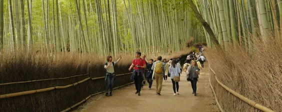 kebun bambu arashiyama di jepang