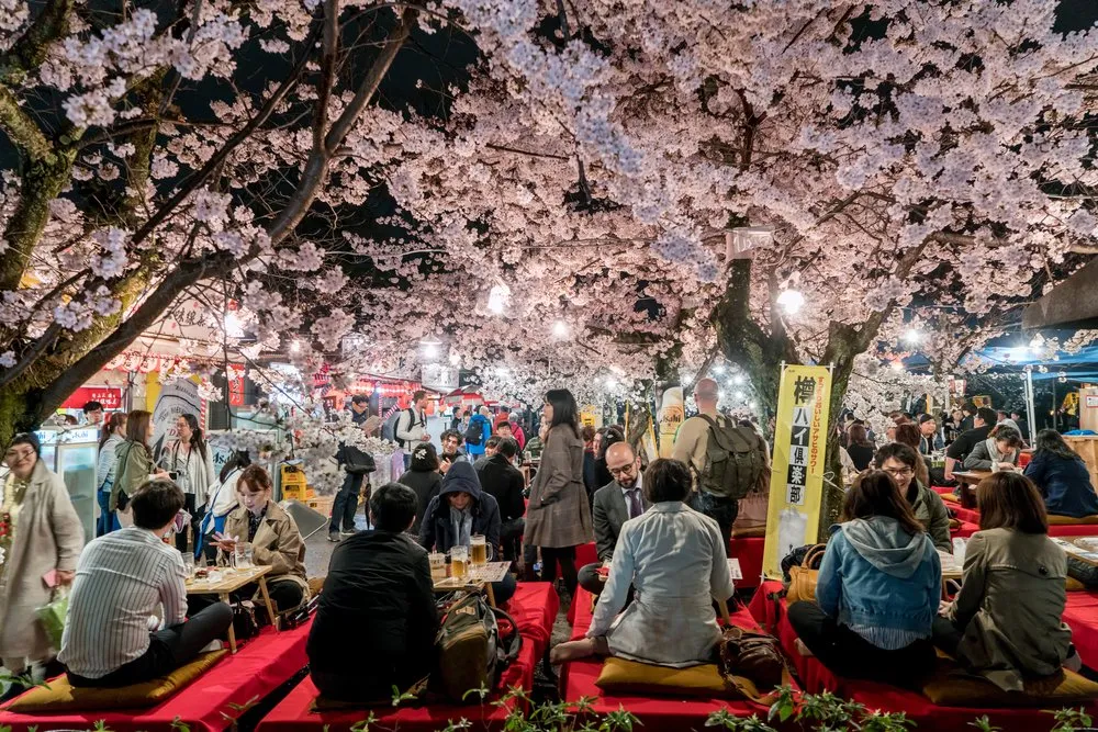 mengenal budaya sakura