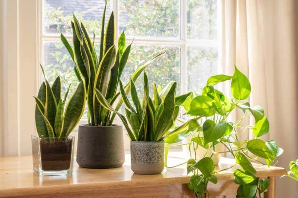 taman dalam rumah, isi kusen jendela dengan kehidupan tanaman