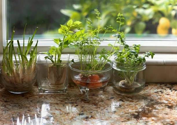 taman dalam rumah, wadah upcycle dan repurpose untuk taman